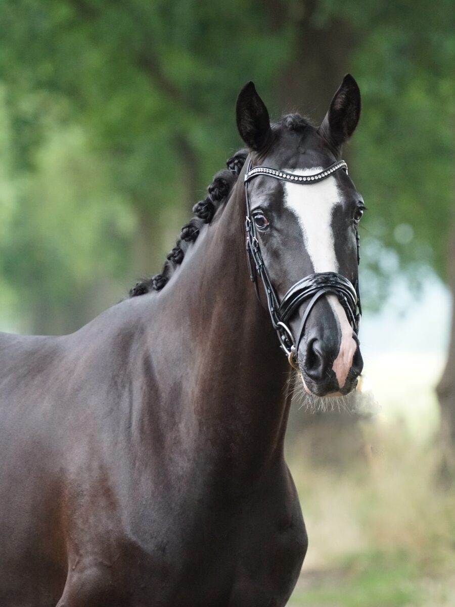 Isaac keuken drinken Sportpaarden Archieven - IPS Horse Group